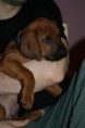 /album/fotogalerie/rhodesian-ridgeback-active-coral-mimi-ii-jpg/